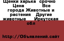 Щенки харька! срочно. › Цена ­ 5 000 - Все города Животные и растения » Другие животные   . Иркутская обл.